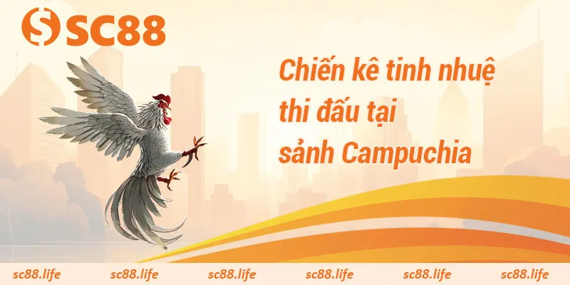 Chiến kê tinh nhuệ thi đấu tại sảnh Campuchia
